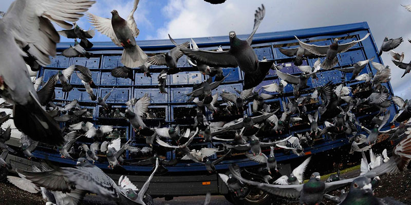 Отпугивание птичьих стай в Абакане от ДЕЗ-Комфорт - фото