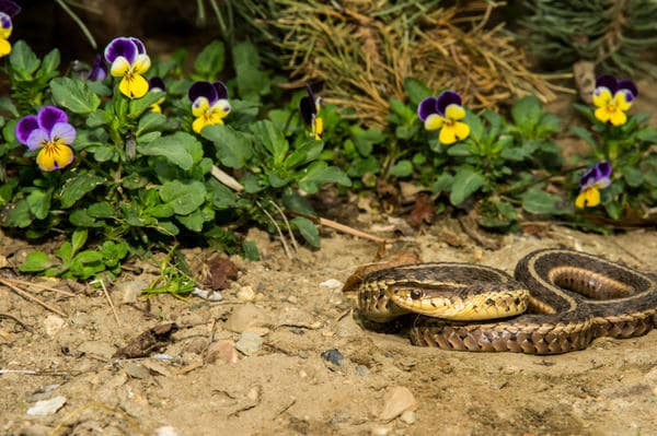 Выведение и отпугивание змей в Абакане от ДЕЗ-Комфорт - фото